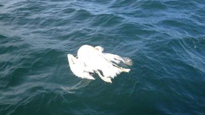 Evenimente neobişnuite pe litoralul românesc. Localnicii sunt bulversaţi. Ce se întâmplă?