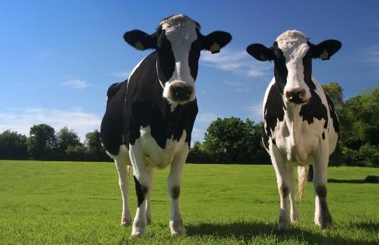 "RĂZBOI COMERCIAL": Rusia limitează importurile de animale din Italia, Bulgaria şi Grecia