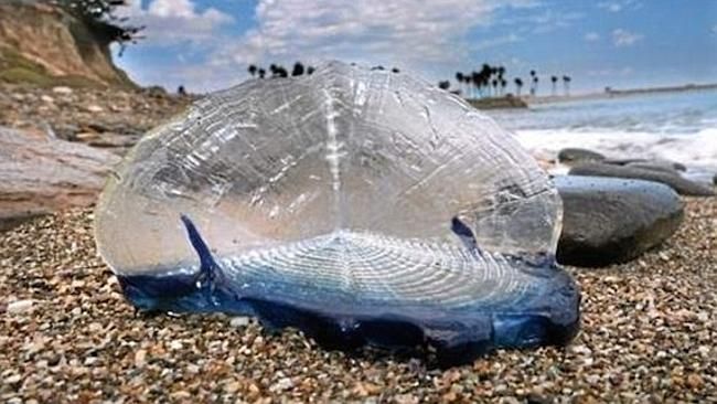 Fenomen misterios petrecut în SUA: Oamenii de ştiinţă sunt uluiţi