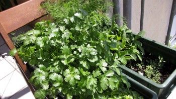 12 alimente, condimente şi ierburi care îţi curăţă natural sângele