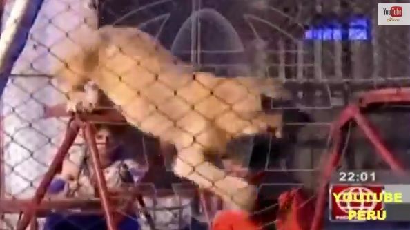 MOMENTE de GROAZĂ, la circ: LEUL a atacat o profesoară, sub ochii elevilor