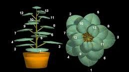 Matematica, instrument util în adaptarea plantelor la schimbările climatice 