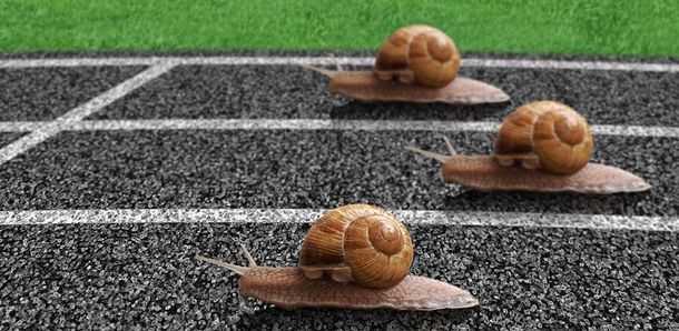 Cea mai rapidă vieţuitoare din lume poate atinge o viteză de 389 km/h