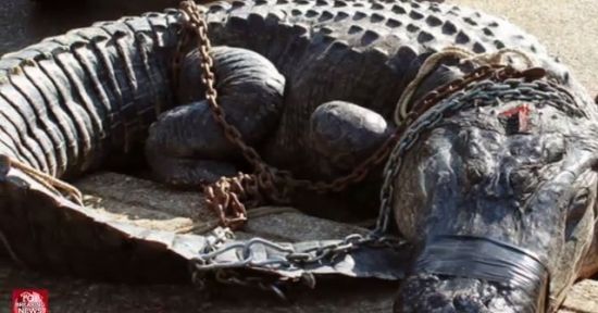 ŞOC: Ce au găsit oamenii în burta unui aligator uriaş, capturat după o luptă grea