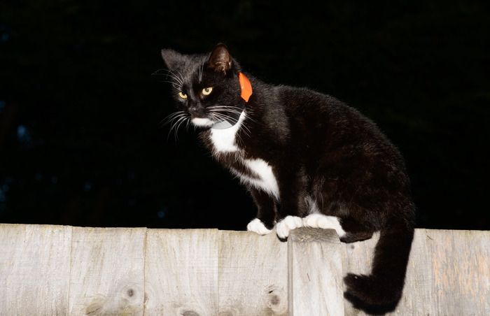 PawTrack. A apărut GPS-ul pentru pisici! 