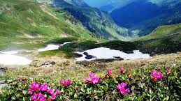 Plantă rară, redescoperită în Parcul Național Munții Rodnei după 11 decenii 