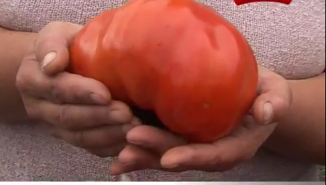 LEGUME URIAŞE în Vrancea: "Am roşii de 700 de grame una, cu două fac un kilogram şi jumătate"