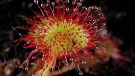 Plante carnivore într-o rezervație din România