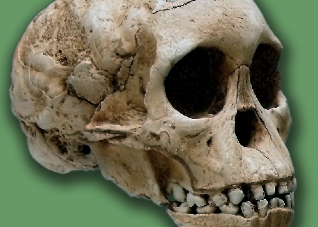 Craniul "copilului din Taung", vechi de 3 milioane de ani, nu are caracteristici umane