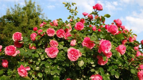 Plantele decorative care te scapă de boli