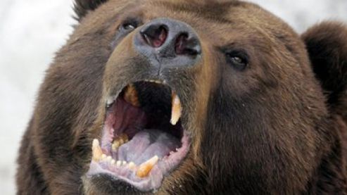 Bărbat ATACAT de un URS în timp ce pescuia. SINGURUL LUCRU care l-a SALVAT, gluma PROASTĂ a nepoatei