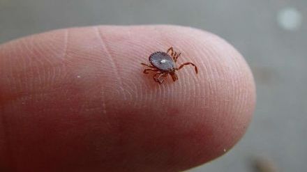 Atenţie la căpuşe. Zeci de români au ajuns la urgenţe