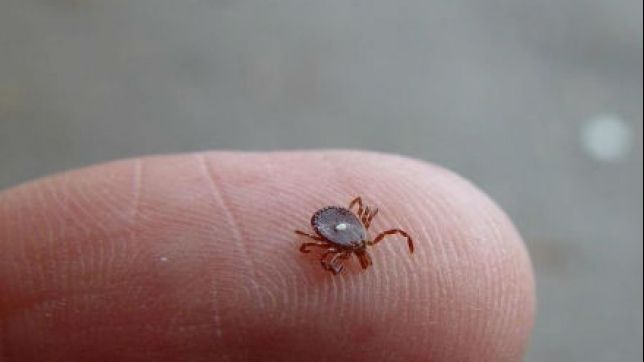 Muscatura acestei CAPUSE te face vegetarian 