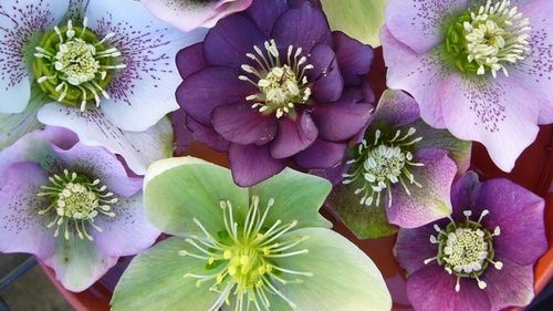 Spânzul: misterioasa plantă anticancerigenă din România