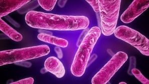 Descoperire ULUITOARE: maşinile ar putea fi alimentate cu bacterii intestinale