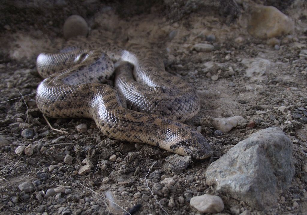 Descoperirea anului în România: Șarpele cu doua capete, boa de nisip, redescoperit după 80 de ani