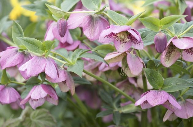 Misterioasa plantă anticancerigenă din România