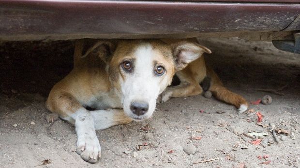 Un an de la moartea lui IONUŢ ANGHEL. DATA procesului a fost stabilită 