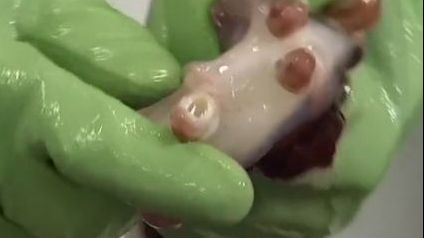 Creatură misterioasă, descoperită sub o bucată de gheață 