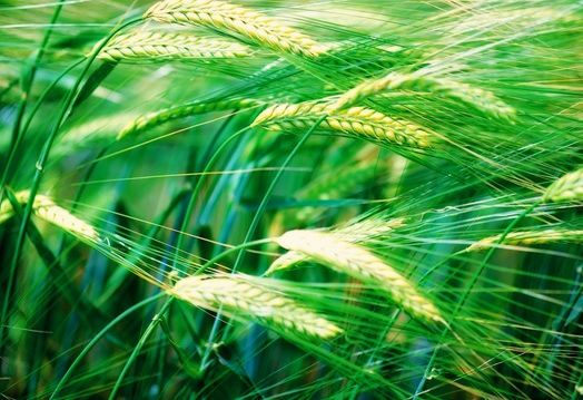 FRESH REFRESH: Orzul verde menţine organismul tânăr 