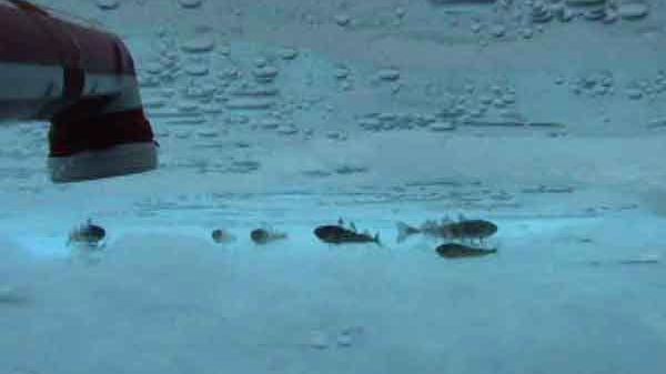 Te-ai întrebat vreodata cum rezistă peștii în oceanul înghețat? Vezi EXPLICAȚIA!