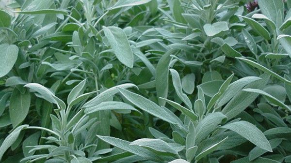 Efectele miraculoase ale salviei. Nimeni nu se aştepta să vindece atât de multe boli