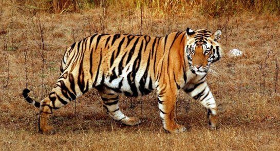 Descoperire şocantă în celebrul templu al tigrilor din Thailanda. Ce era ascuns într-un congelator