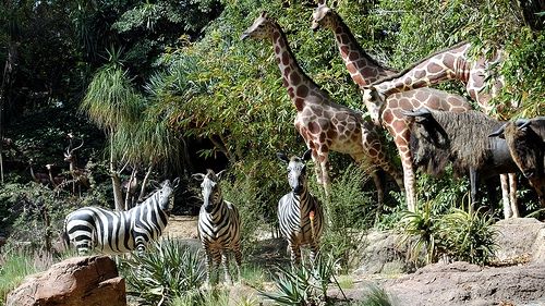 Peste 50% din animalele sălbatice AU DISPĂRUT de pe Terra în ultimii 40 de ani - raport WWF