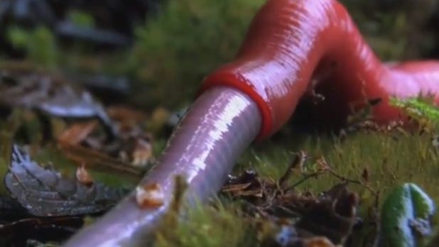 MOMENTUL INCREDIBIL în care un vierme gigant e ÎNGHIŢIT DE VIU de o lipitoare uriaşă