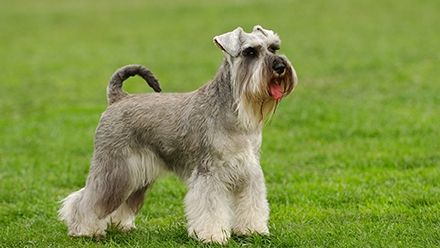 Ce rasă de câini ţi se potriveşte, în funcţie de zodie