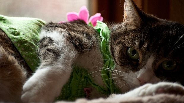 Prima revistă fashion dedicată pisicilor şi iubitorilor de feline, lansată la Londra
