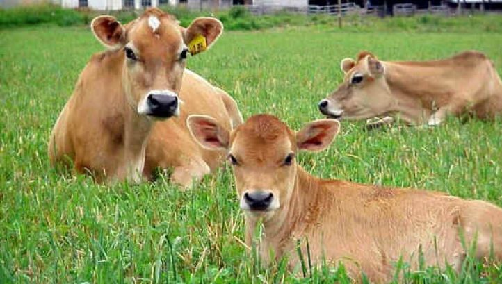 Focar de BOALA LIMBII ALBASTRE a fost confirmat în judeţul Suceava