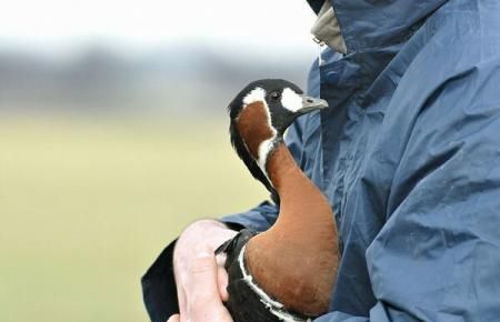 Decebal, gâsca cu gât roșu, a revenit în România