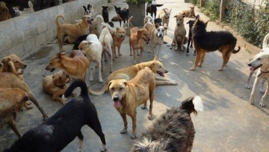 O femeie a primit 10.000 de euro pentru că a fost muşcată de câinii maidanezi. Cum luaţi despăgubiri