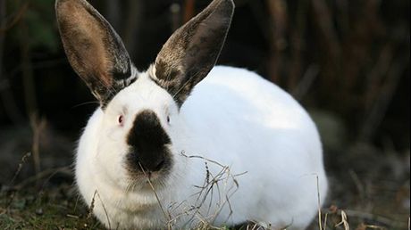 Uriaşul de Transilvania. Prima rasă românească de iepuri, creată de un clujean