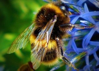 Efectele benefice ale lăptişorului de matcă după vârsta de 50 de ani