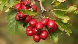 Cel mai bun ceai pentru cardiatici. Efectul este uimitor