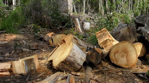 Dosarul retrocedărilor ILEGALE. PALTIN STURDZA, REŢINUT pentru 24 de ore