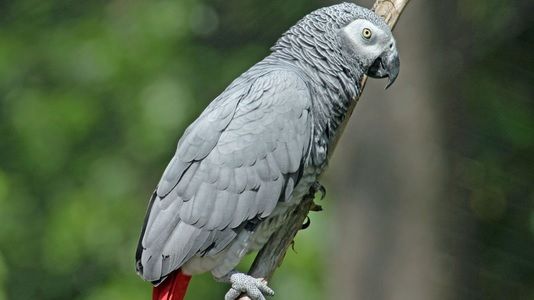 Un papagal al putea fi chemat ca martor într-un caz de crimă