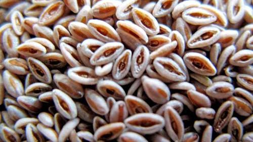 Adevărul despre semniţele psyllium. Iată ce efect au, de fapt, asupra sănătăţii!