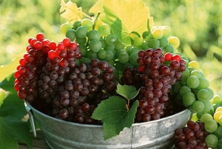 Fructele toamnei, STRUGURII. Cum să-i cumperi, cum să-i păstrezi 