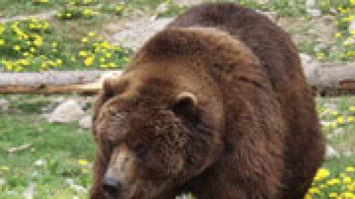 Prefectul de Covasna: URȘII au devenit lăcătuși. DESCHID UȘI și FRIGIDERE