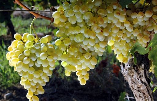 SURPRIZĂ. Pe ce LOC se află România la nivel mondial la producţia de vin