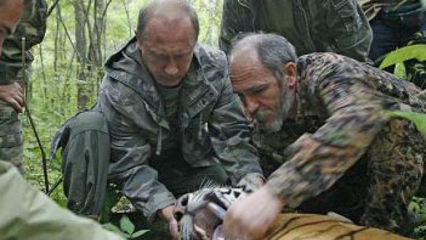 Tigrul siberian eliberat de Vladimir Putin a fugit în CHINA