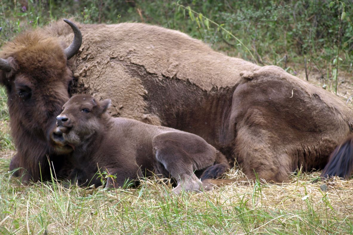 Încă un zimbru a murit în Rezervaţia din Pădurea Slivuţ – Haţeg 