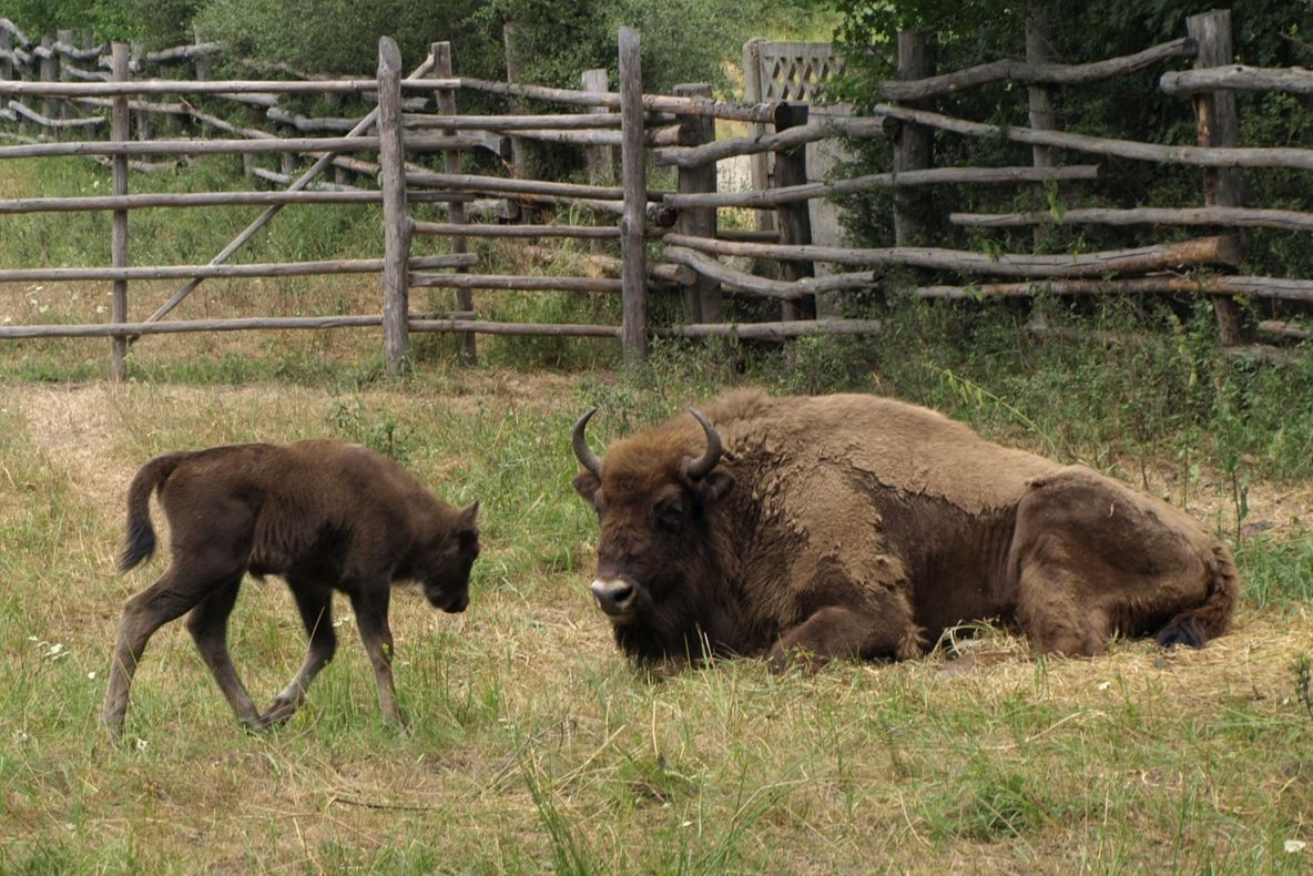 Boala limbii albastre a ajuns şi la zimbrii din Munţii Ţarcu  
