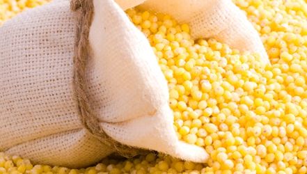 FRESH REFRESH: Meiul, regele cerealelor