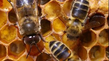 Lăptişorul de matcă, miracolul de 60 milioane de ani. Ce afecţiuni vindecă