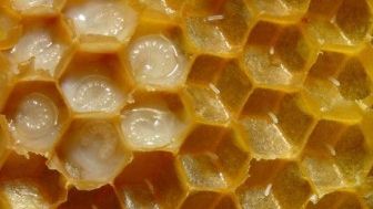 Beneficiile lăptişorului de matcă pentru femei