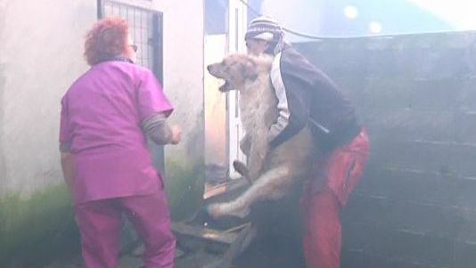 Zeci de câini au murit arși de vii într-un incendiu la un adăpost din Timișoara